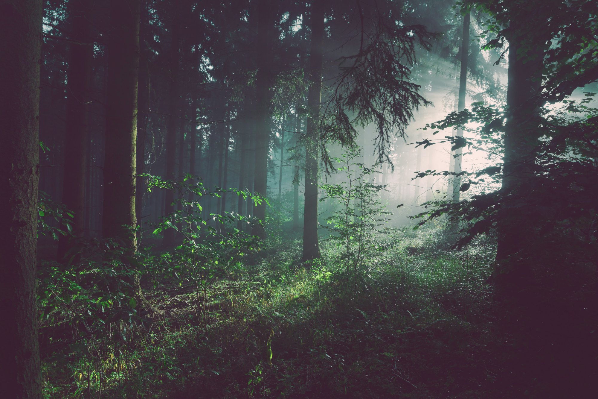 Mistig bos met lichtstralen tussen de bomen