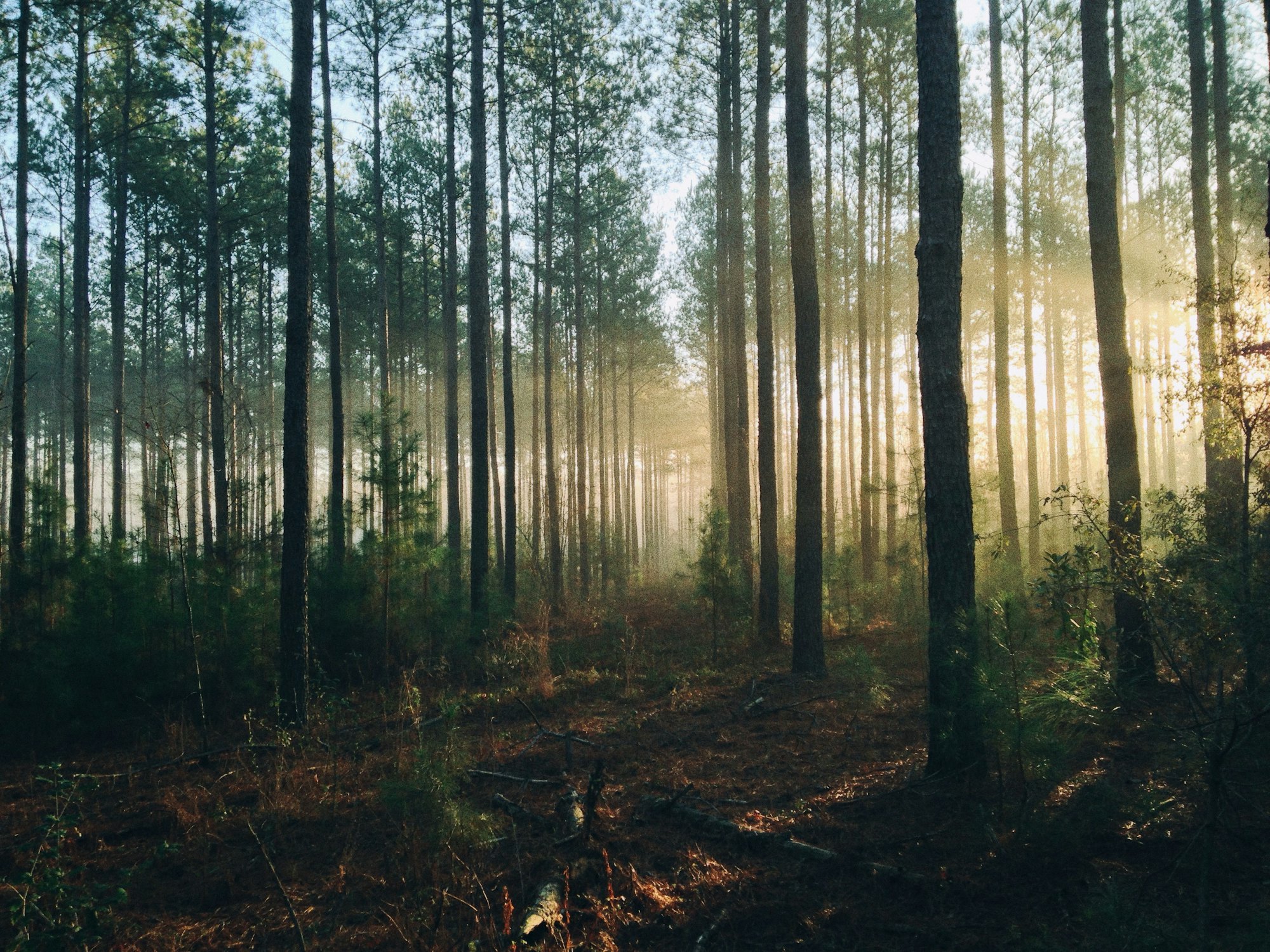 Dennenbos met zonlicht tussen de stammen