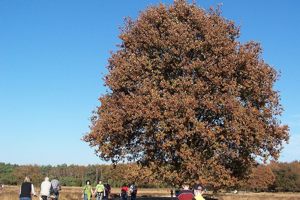 Trailgebied Buurserzand